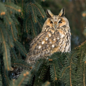 Asio otus