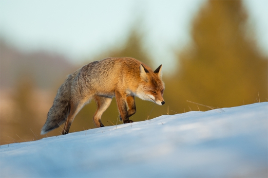 Škorušinská krásavica na love