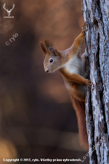 Sciurus vulgaris