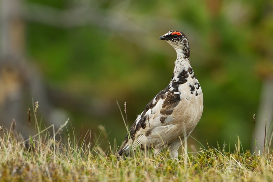 Lagopus muta (snehuľa horská)