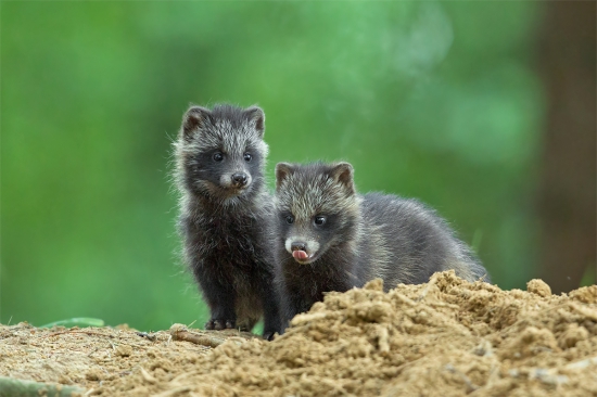 Nyctereutes procynoides (psík medvedíkovitý)