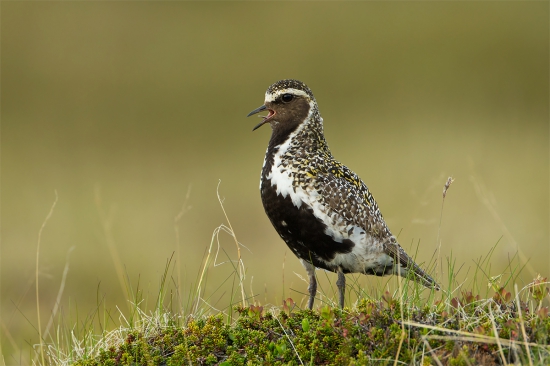 Pluvialis apricaria