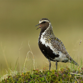Pluvialis apricaria
