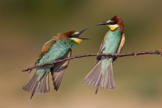 Merops apiaster