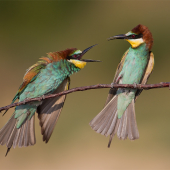 Merops apiaster