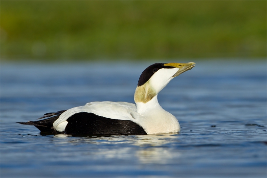 Somateria mollissima