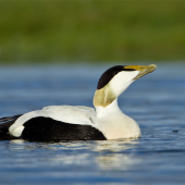 Somateria mollissima