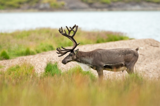 Rangifer tarandus