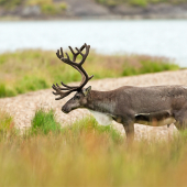 Rangifer tarandus