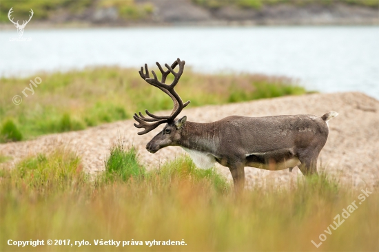 Rangifer tarandus