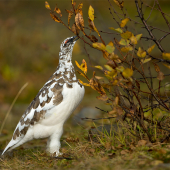 Lagopus muta