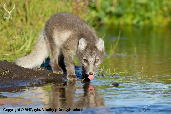 Vulpes lagopus