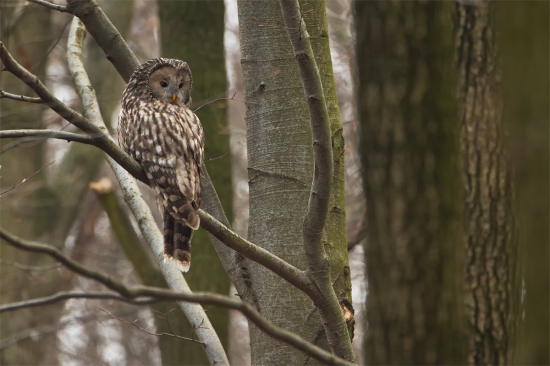 Strix uralensis