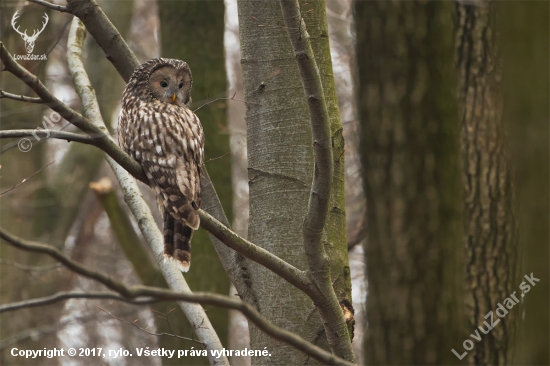 Strix uralensis