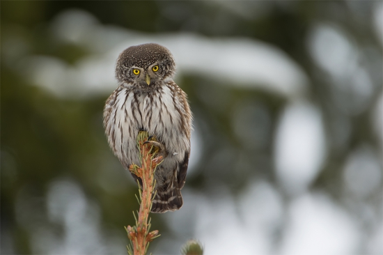 Glaucidium passerinum (kuvičok vrabčí)