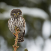 Glaucidium passerinum (kuvičok vrabčí)