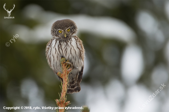 Glaucidium passerinum (kuvičok vrabčí)