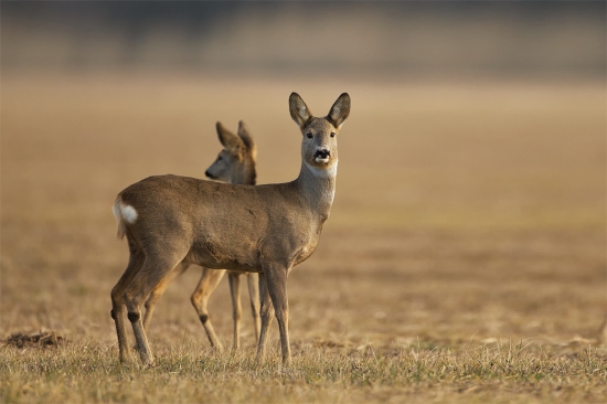 Capreolus capreolus (srnec lesný)