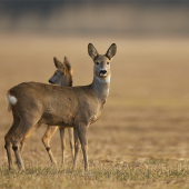 Capreolus capreolus (srnec lesný)