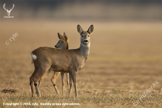 Capreolus capreolus (srnec lesný)