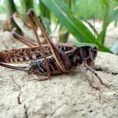 kobylka