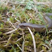slepuch