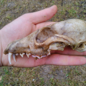 z čoho je tato lebka?