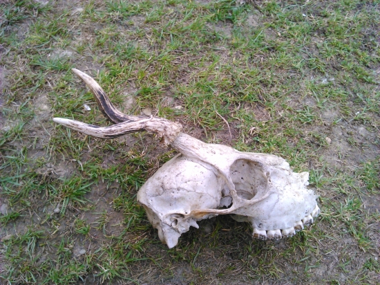 môj prvý úhyn srnca