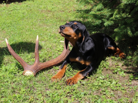 IBRA zo Šarampova - 11 týždňov