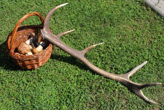 Namiesto plných košov dubákov  - 12torák