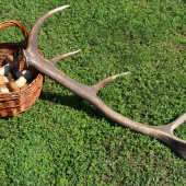 Namiesto plných košov dubákov  - 12torák