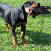 Trénovať, sa predsa musí! - IBRA zo Šarampova