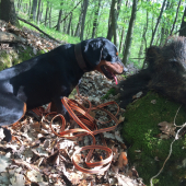 Tréning umelo založenej diviačej stopy