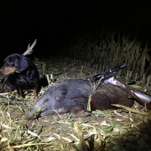 Keď tréning padne na úrodnú pôdu... úspešná dohľadávka diviaka..