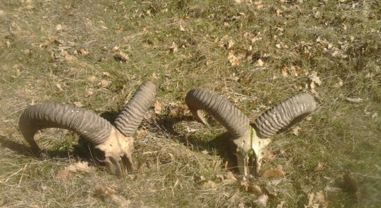 a že muflon nezhadzuje..