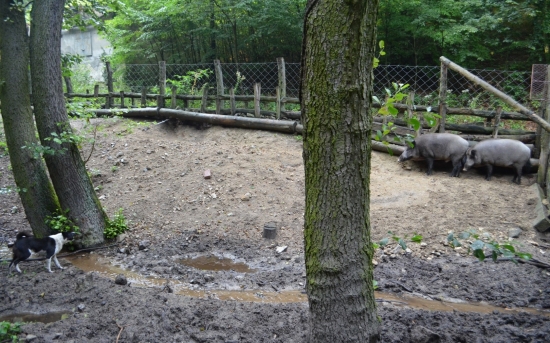 mladá kareláčka v oplôtku