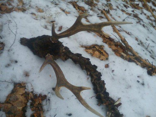 úhyn sika -209,70 bodů