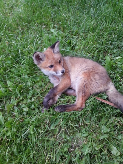 Kamarátova Lištička