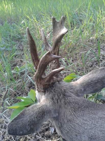 Krásavec z Maďarska