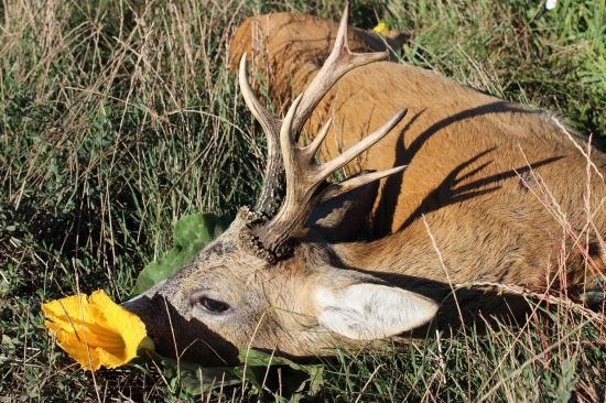 Keď ti Diana dopraje