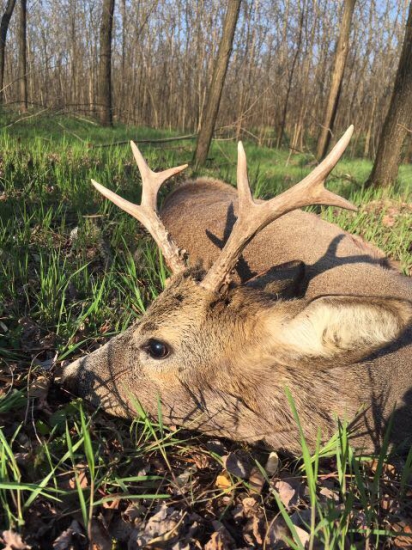 Srnec I. Z Maďarska