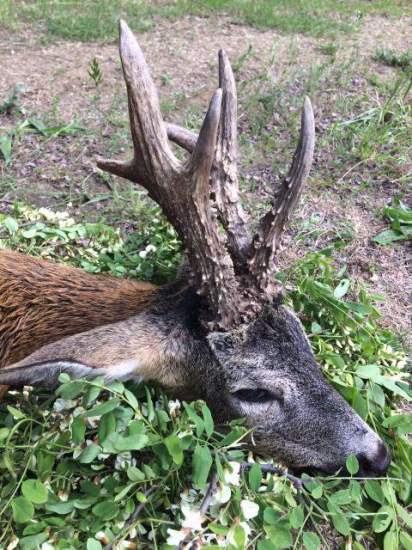 633 gr. Srnec z Maďarska