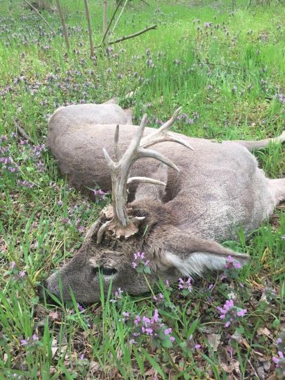 V Maďarsku sme začali úspešne :)