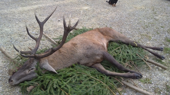 Hubertove slávnosti na Slnečnom Majeri