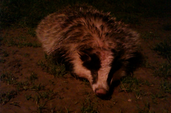 Môj prvý jazvečík :)