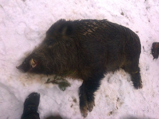 Kolegov zlatý 200Kg KANEC