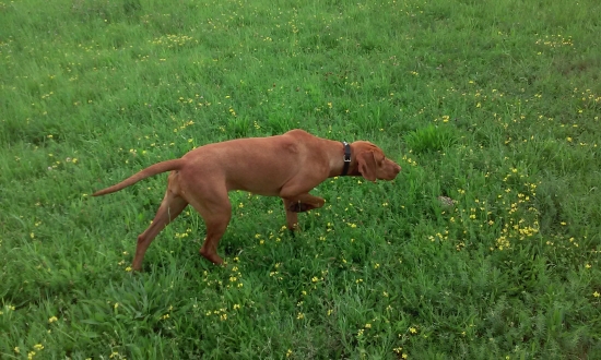 Ela tréning s prepelicou