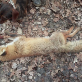 Dnešné brloharenie