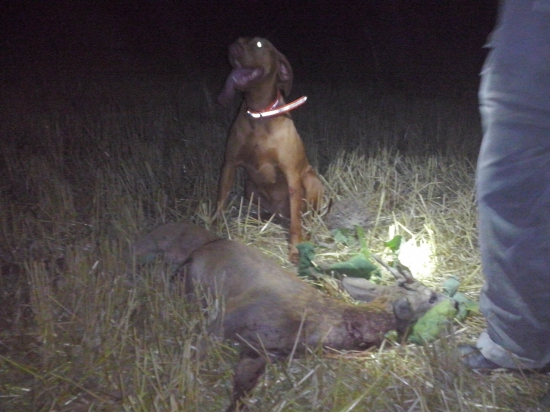 úspešná dohľadávka