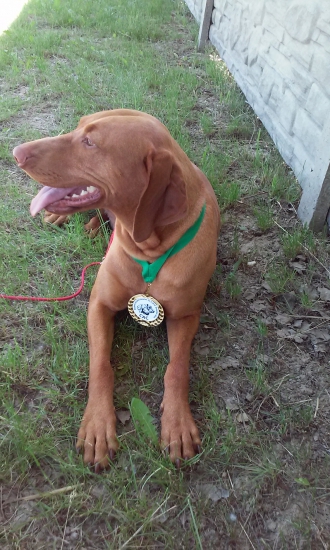 teca budafa (Ela) Kvs